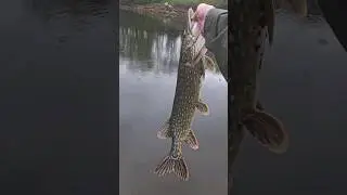 PIĘKNA RYBKA! #fishing #norway #pike #esox #szczupak #love #wild #fishinglife #spinning