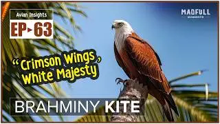 Brahminy Kite &rarr; Crimson Wings, White Majesty ● #facts @MadfullMoments ◌ EP►63