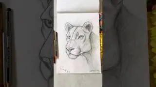 Lioness drawing 🎨🦁 | Pencil Sketch #shorts #viral #trending
