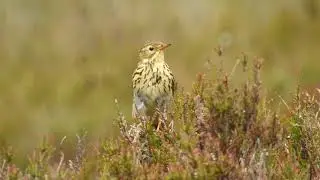 Meadow Pipit