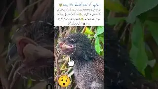 Fearless Snake🐍Hunting Bird Amazing nature facts #snakehunting #naturefacts #wildlife #shorts