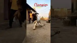 Champion Not for sale NIRMITI BOER GOAT FARM PALUS  FOR KIDS CONTACT 98604 01083