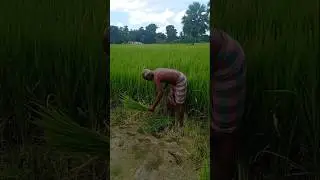 Elderly Farmer and His Paddy Crop: A Story of Dedication #shorts