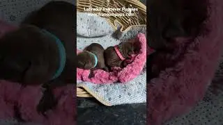 Chocolate Labrador Retriever Puppies #puppy #dog #cute #adorably #bestfriend