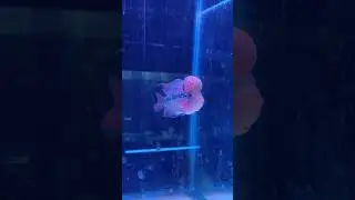 *Flowerhorn* fish tank setup🤯💥, All about frowerhorn fish #flowerhorn #aquarium #lifestyle #fishtank