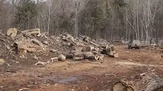 FULL STORY: Liquidating the Forests