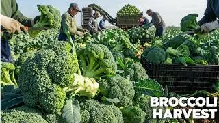 INDUSTRIAL Broccoli Harvest: High-Tech Hydro-Cooling & IQF Freezing Factory | Harvest Motion