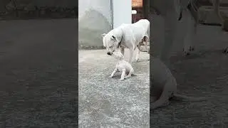 dogo Argentino male female puppy available for sale all India delivery
