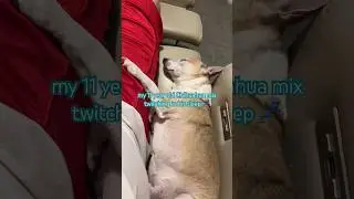 Chihuahua sleeping | dog sleeping | twitching #shorts #shortvideo #shortsfeed #dogshorts #dog