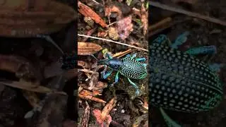 A Day in the Life of a Colorful Beetle