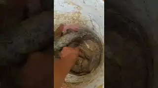 C&aacute; l&oacute;c đồng                                                           Copper snakehead fish.
