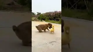 Funny(p20) #shorts #baby #goodpets #animals #goodpet