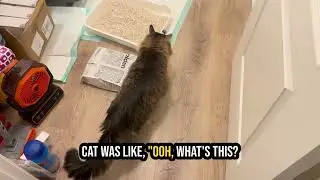 Is pidan Mix Cat Litter,Tofu Cat Litter with Bentonite 70%:30%,Absorbent Flushable worth it?