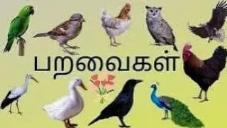 குழந்தைகளுக்கான பறவைகளின் பெயர்கள் தமிழ் Birds Names is Tamil for Toddlers#kidseducation #vocabulary