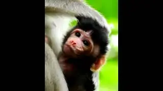 Cute baby monkey ANA 2022