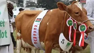 30 litres of milk per day  from these Ayrshire and Guernsey cattle breeds. WHAT IS the Secret?