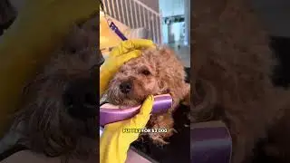 Преображение спасённой собаки! 💔🐶 #грумингсобаки #собака #шортыдлясобаки #шортыдляпитомца #питомцы