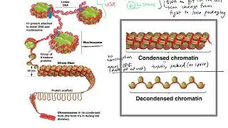 Stress and epigenetics BIOL 201