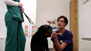 dog teeth cleaning