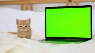 Small red kitten looks into a laptop with green screen 4k footage
