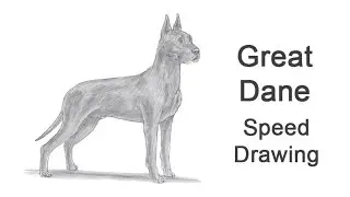 Great Dane Dog Time-lapse (Speed) Drawing