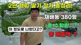 2단 행잉베드 딸기 한 작기 총정리! 실제 수확량·매출 전부 공개