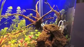 Bitkili akvaryum Vesicularia montagnei -Christmas Moss-  yati köküne yapıştırma