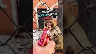 This Monkey Has Had Enough 😂