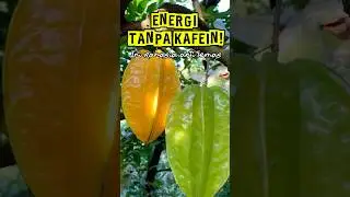 &ldquo;Belimbing sebagai Penambah Energi Alami&rdquo;. #EnergiAlami #BuahSegar #AntiLemas#youtubeshorts #buah