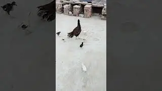 #shorts Pure Aseel Breed #birds #aseel #hen #murga #color #pakistan