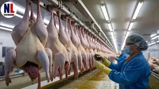 How Are Millions of Turkeys In The US Are Raised and Processing | Turkey Farm & Processing Plant