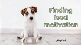 Why doesn't my fearful dog like treats?