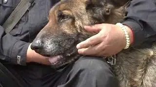 Beloved retired police dogs find a happy home in Hangzhou