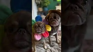 Send this to your best friend ❤️ #holidayswithyoutube  #bff #funny #pug #kingchillithepug