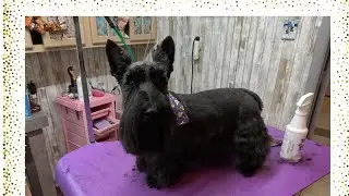 Scottish terrier, pet grooming, Scottie cut