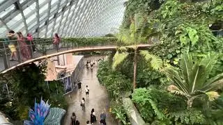 Singapore Could Forest