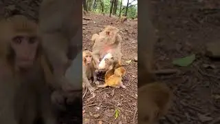 newborn twin baby #monkey #shorts