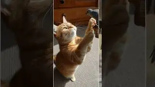 Early Cat Gets the Bird! Pet Cats & Proverbs (With a Twist) Part 2#shortsfeed#YouTubeShorts#CutePets
