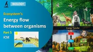 Energy Flow | Ecosystem | Part 5 | Class 8 | ICSE