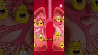 How TB Attacks the Body | World Tuberculosis Day 2024 #diseases #TB #drbinocsshow #peekabookidz
