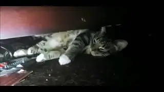 Catsmr
