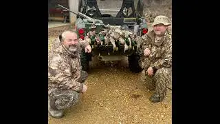 Ducks interrupted 