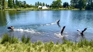 Canada Geese Flapping Their Wings in the &lsquo;Butterfly&rsquo; Style! ❤️🤩