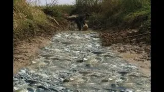 Fishing Dry Season Find Fish & Catch A Lot Fish in Water By Hand; How To Catch Fish in Water