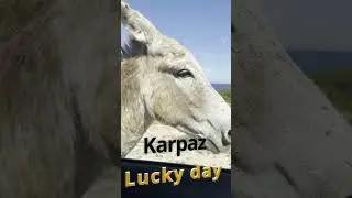 Karpaz National Park with Wild Donkeys #shorts #karpaz #donkeys #animals #cyprus #кипр #северныйкипр