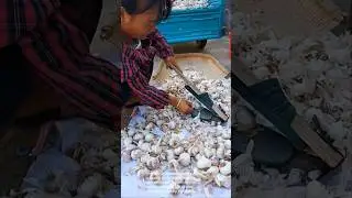 Amazing Garlic Peeling Tool: Fast & Efficient Harvesting