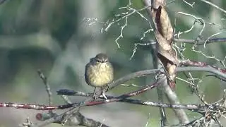Western Palm Warbler
