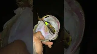 Googan Blopper Popper night time bass fishing #fishing #fish #bass