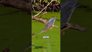 Clever Fishing Technique By Heron