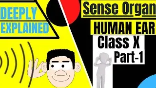 Outer Ear Class 10 in HINDI | Anatomy of the Ear Structure and Function | Part-1💯🔥